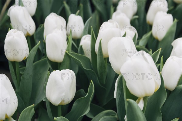 White tulips