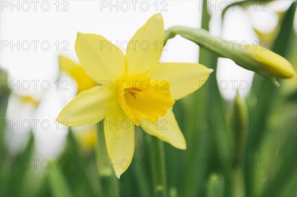 Close up of daffodil