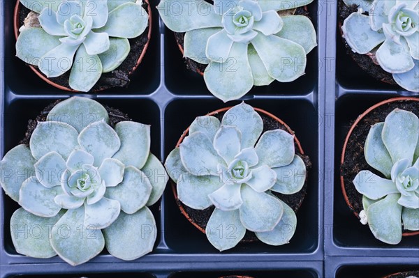 Plants in flower pots