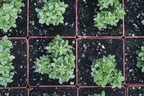 Herbs in flower pots