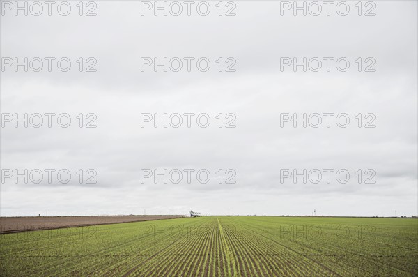 Field in spring