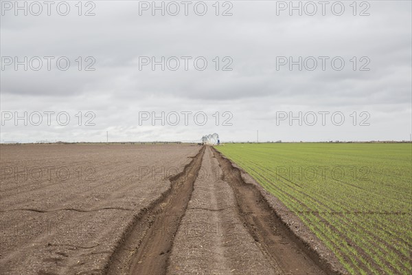 Tire tracks in field