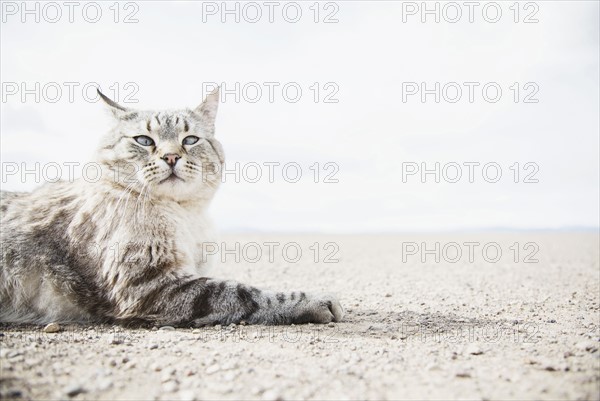 Cat resting on ground