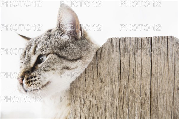 Cat scratching neck on wooden fence