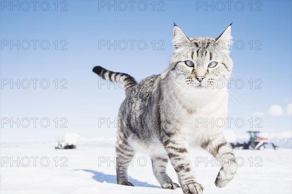 Cat walking on snow