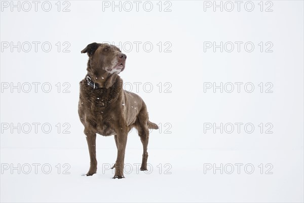 Dog standing on snow