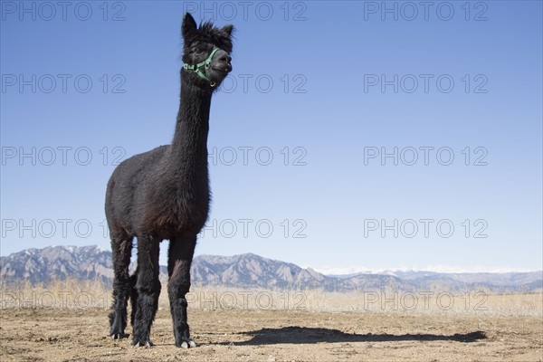 Portrait of black alpaca (Vicugna pacos) against blue sky