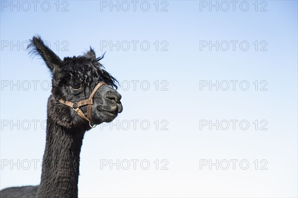 Portrait of alpaca (Vicugna pacos) against blue sky