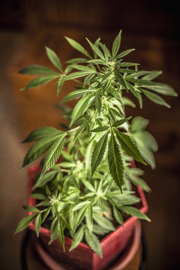 Marijuana plant in pot