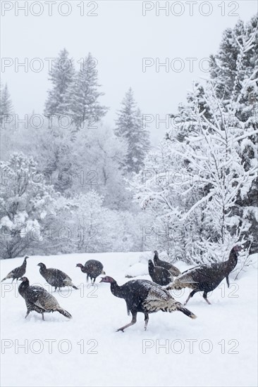 Colorado, Group of gobblers hunting in snow