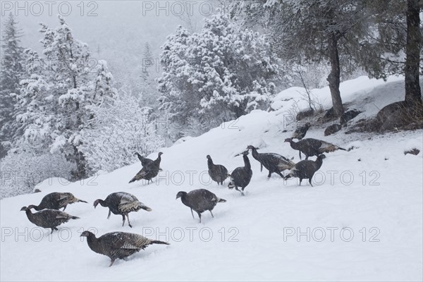 Colorado, Group of gobblers hunting in snow