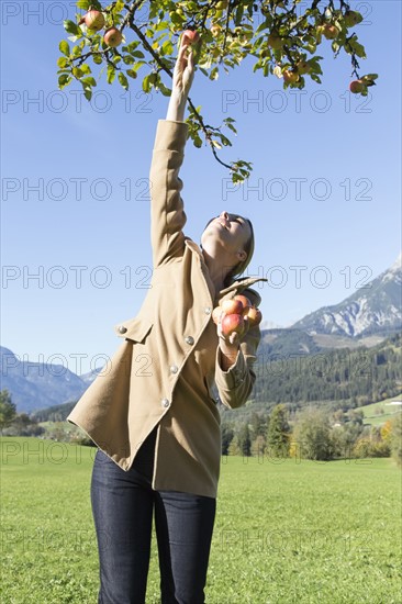 Austria, Salzburger land, Maria Alm, Mature woman picking apples from tree