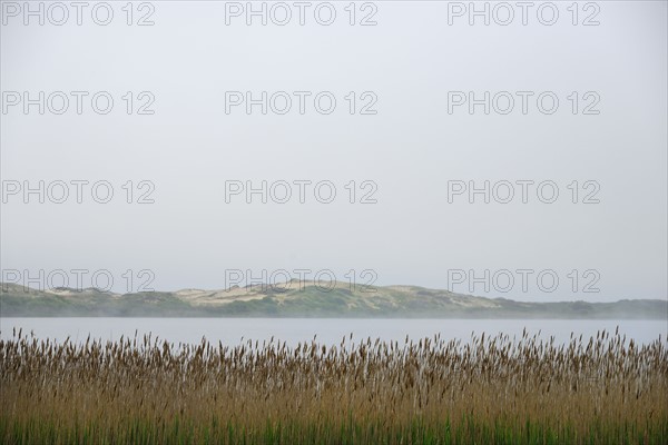 Massachusetts, Cape Cod, Truro, Foggy seascape with reeds