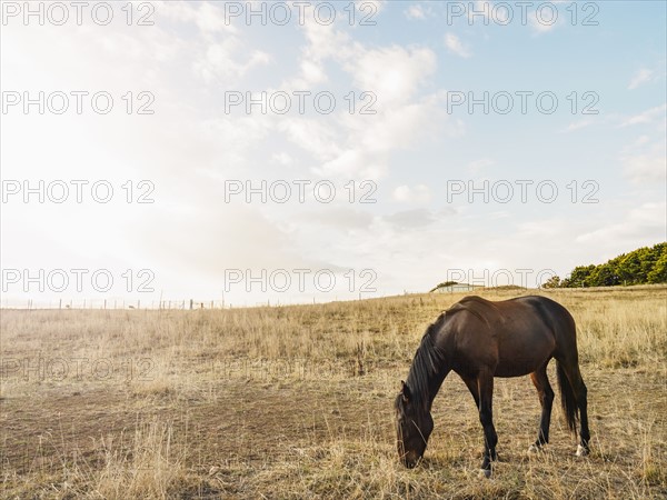 Australia, Brown horse grazing in grass