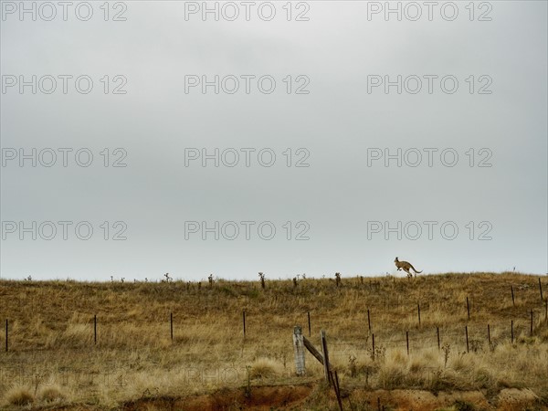 Australia, Rural landscape with kangaroo hopping in grass