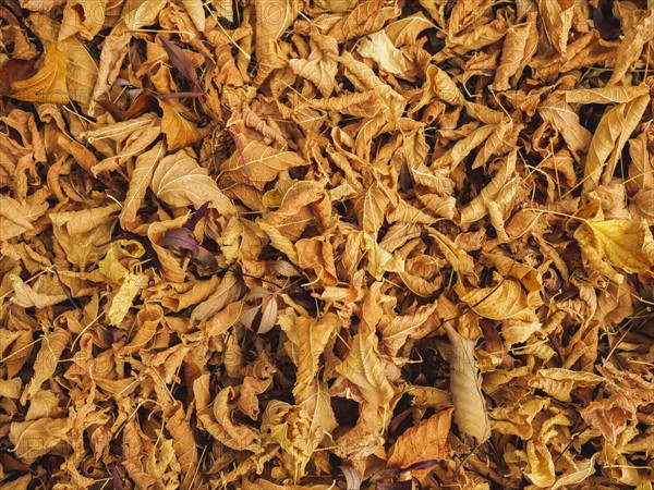 Overhead view of autumn leaves