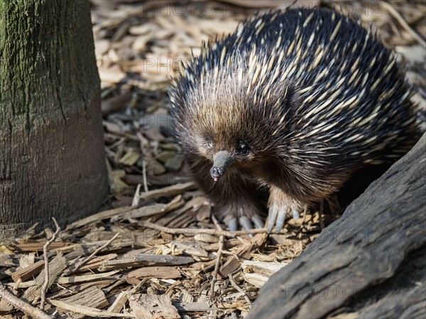 Portrait of echidna