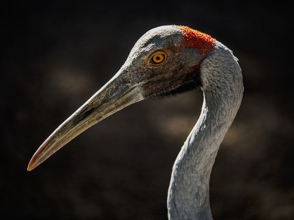 Side view portrait of brolga (Grus rubicunda)