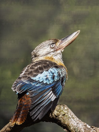 Blue-winged kookaburra (Dacelo leachii) perching on branch