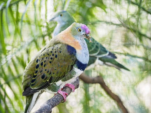 Superb fruit dove (Ptilinopus superbus) perching on tree branch