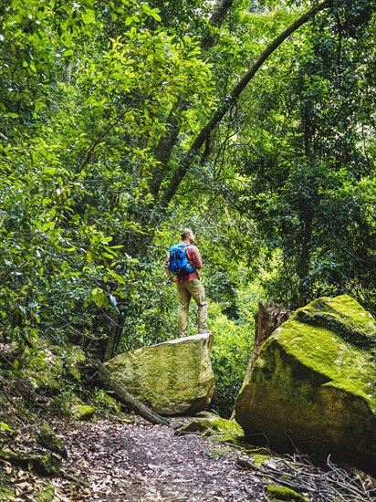 Australia, New South Wales, Katoomba, Rear view of mid adult man standing on rock in forest