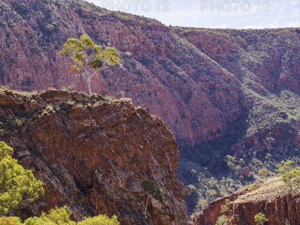 Australia, Outback, Northern Territory, Red Centre, West Macdonnel Ranges, Ormiston Gorge, Tree on ridge in red rock mountains