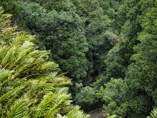 Australia, New South Wales, Blue Mountains National Park, Lush trees of rainforest