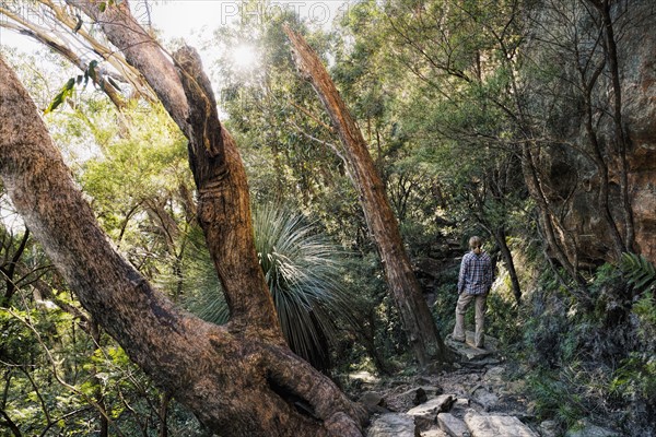 Australia, New South Wales, Blue Mountains National Park, Mature woman walking through mountain rainforest