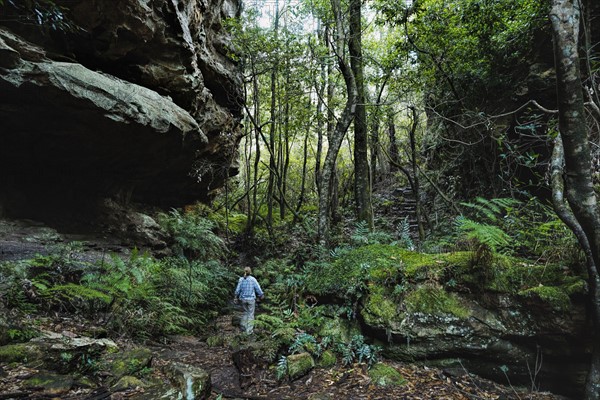 Australia, New South Wales, Blue Mountains National Park, Mature woman walking through mountain rainforest