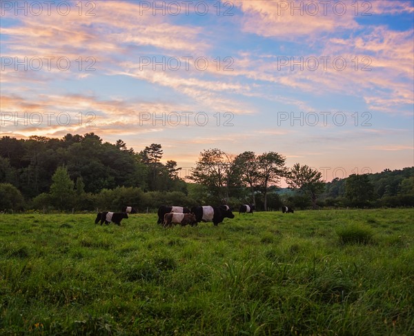 USA, Maine, Rockport, Cows grazing in pasture at sunset