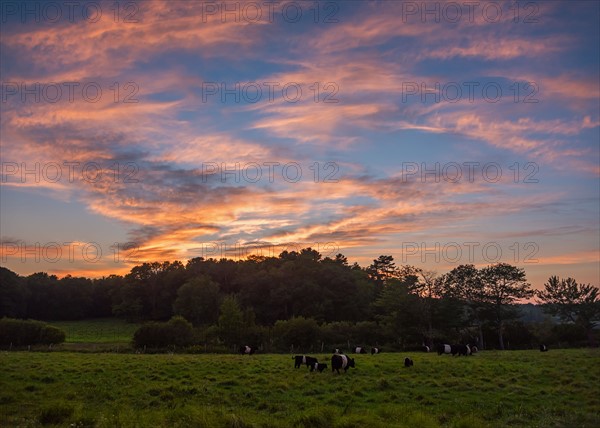 USA, Maine, Rockport, Cows grazing in pasture at sunset