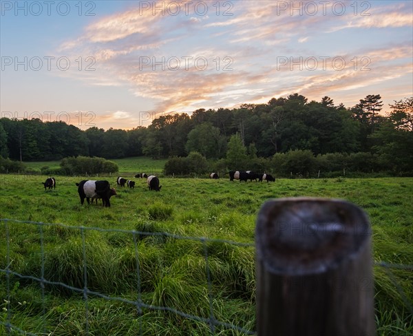 USA, Maine, Rockport, Cows grazing in pasture at sunset