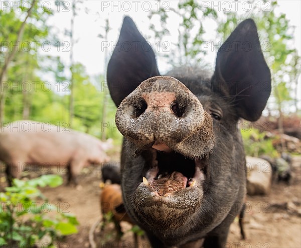 USA, Maine, Knox, Close-up view of pig with open mouth