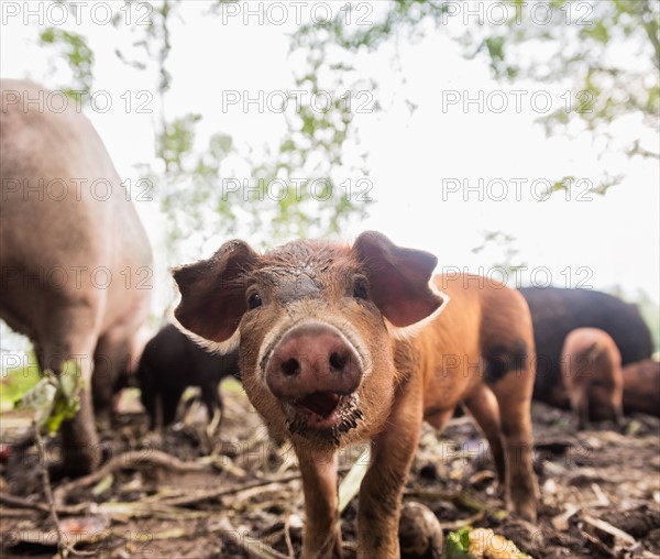 USA, Maine, Knox, Piglet looking at camera