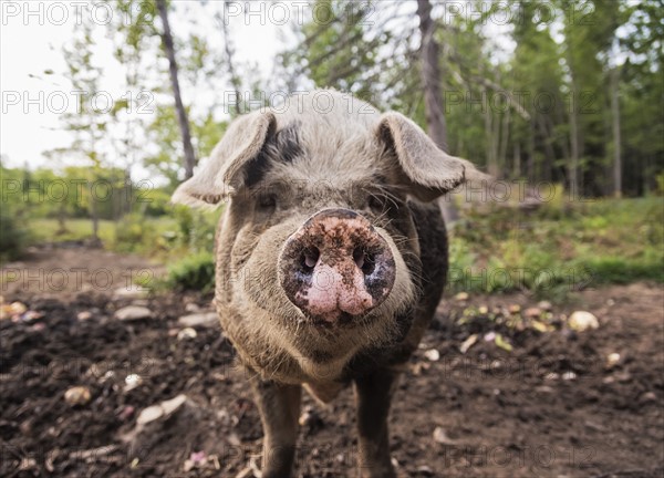 USA, Maine, Knox, Pig looking at camera