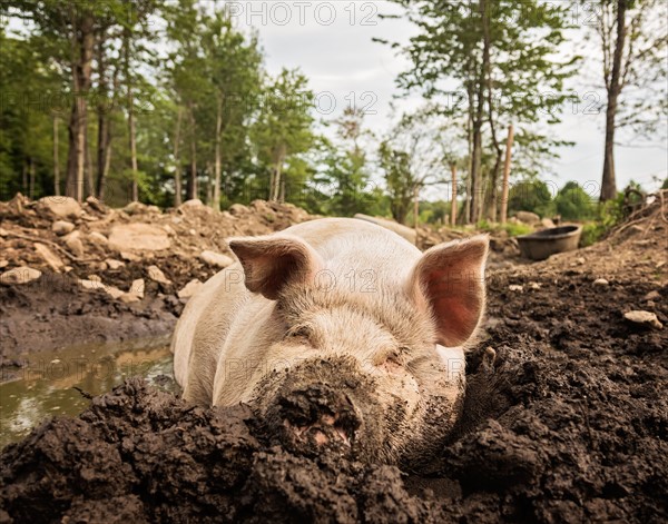 USA, Maine, Knox, Pig lying in mud