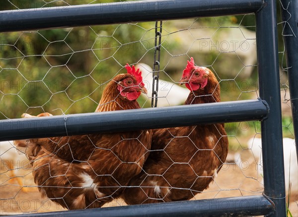 USA, Maine, Knox, Two chickens standing behind fence