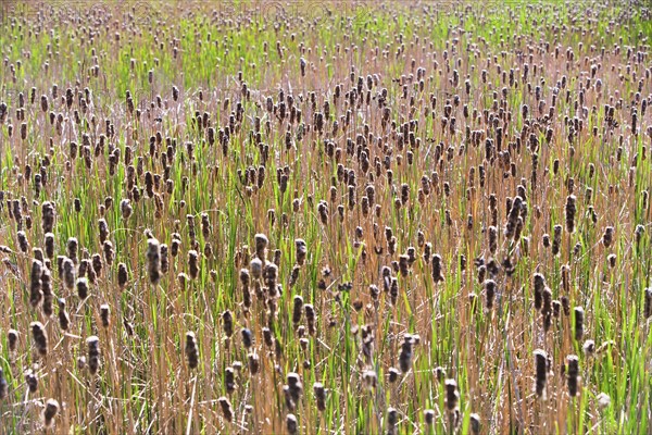 Cattails growing in sunlight