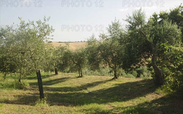 Italy, Tuscany, Pienza, Olive tree in field