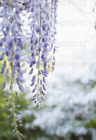 Wisteria in bloom