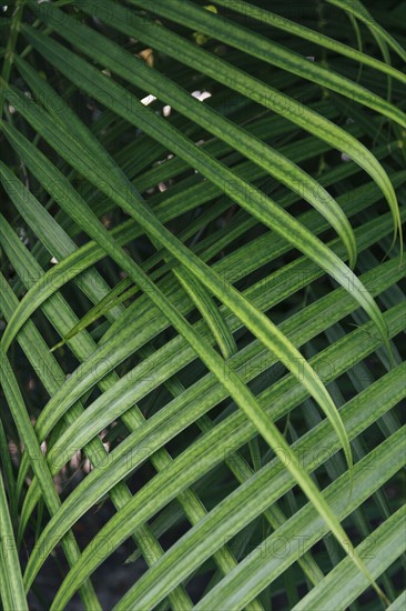 Green leaves