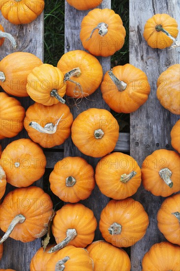 Pumpkins on wooden plank