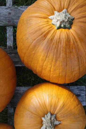 Pumpkins on wooden plank