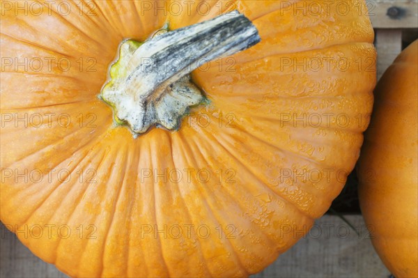 Close up of pumpkin