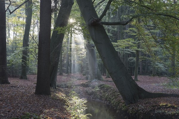 Netherlands, Forest with narrow stream