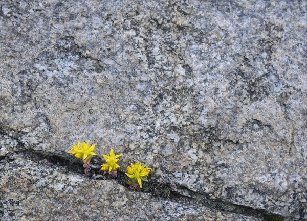 Yellow wildflowers growing in rock crevice in Mount Goliath Natural Area