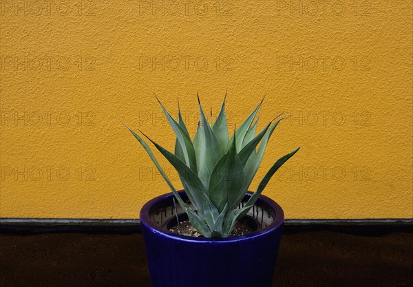 Aloe cactus in pot