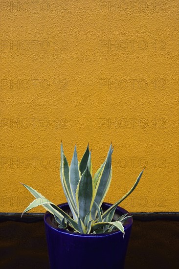 Aloe cactus in pot