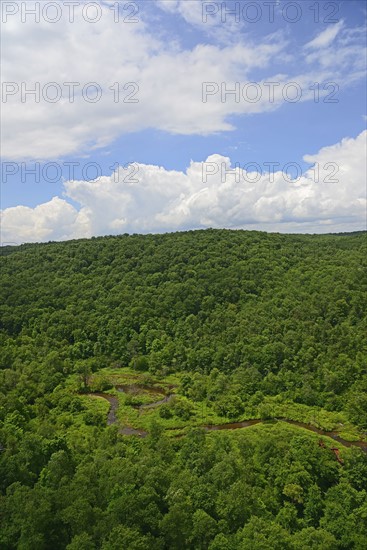 USA, Pennsylvania, Allegheny National Forest with narrow stream