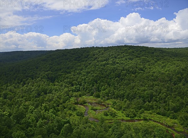 USA, Pennsylvania, Allegheny National Forest with narrow stream